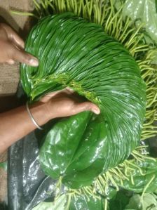 Betel Leaves