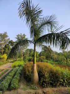 Bottle palm trees