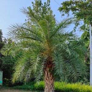 date palm trees