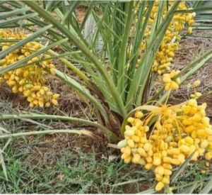 Dates Tissue Culture Plants