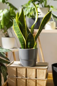 Snake Plant