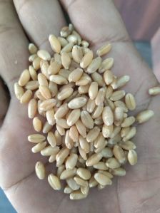 Wheat Seeds