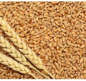 wheat grains