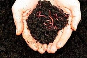 Vermicompost Fertilizer