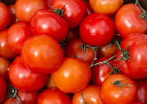 Tomato