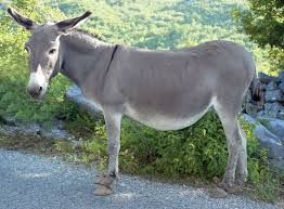 Donkey Milk