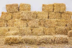 Paddy / Rice Straw Bales