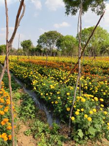 Marigold Flowers