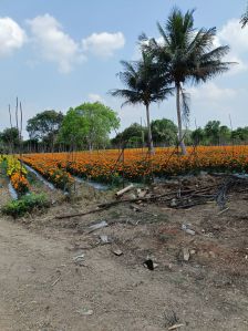 Orange Marigold Flowers