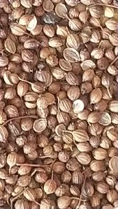 Corriander Seeds