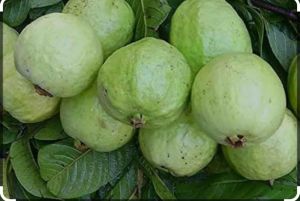 Fresh Guava