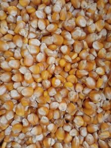 Yellow Maize Seeds