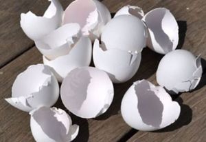 Egg Shells