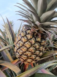 Pineapples