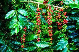 Wayanad coffee without pesticides chemical