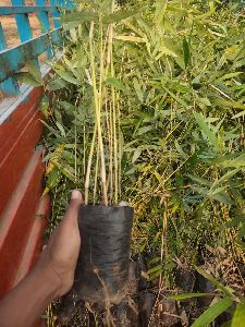 Bamboo Plant