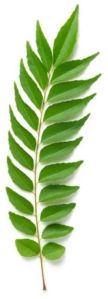 Curry Leaves