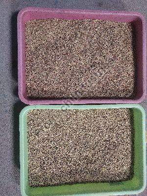 Fennal Seeds / Saunf color sorting mahine T20 - 8 Chute