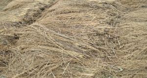 Alpha Grass