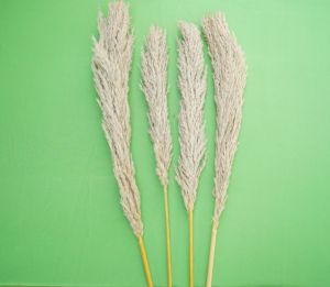 Dried Pampas Reed Grass