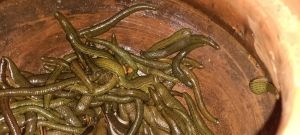 Leech Therapy