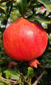 Fresh pomegranate