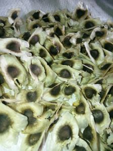 Organic Moringa Seeds