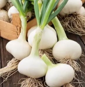 Fresh Garlic