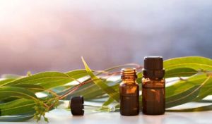 Eucalyptus Oil