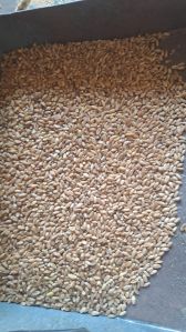 wheat