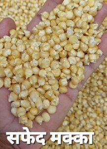 Maize seeds white