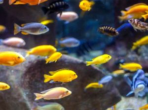 mixed exotic mbuna cichlid fish