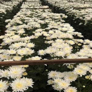 Star White kolkata Chrysanthemum plant