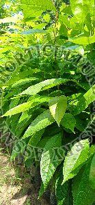 African swethana Mahogany plant