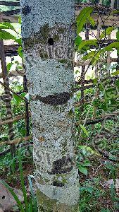 agarwood plants