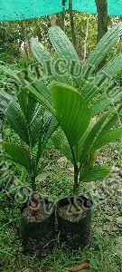 Areca Nut Plant