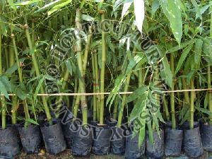 Bambusa Vulgaris Bamboo Plant