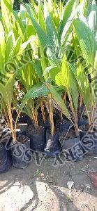 Coconut Kerala Plant