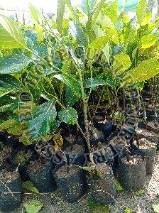 jack fruit plant