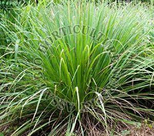 Lemon Grass Plant