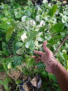 long pepper plant