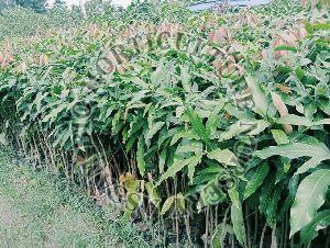 Mango Plant