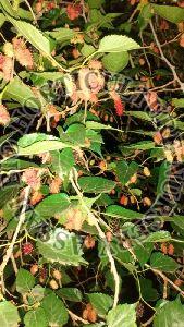 mulberry plant