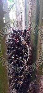 Oil Palm Seeds