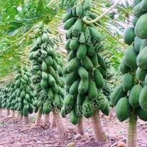 Papaya Plant