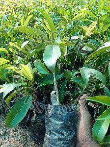 chikoo sapodilla plant