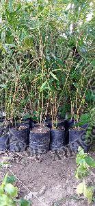 Yellow Bamboo Plant