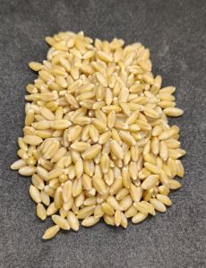 Wheat Grain