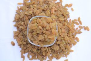 Golden Raisin
