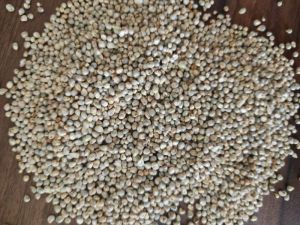 Pearl Millet